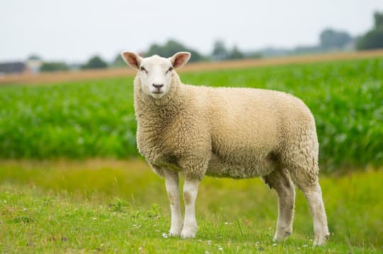 Deshi Sheep
