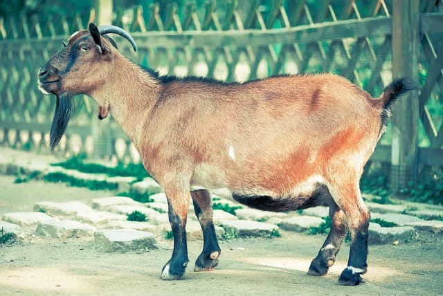 Jamunapari Goat