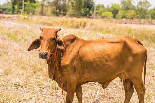 Deshi Shahi Cow