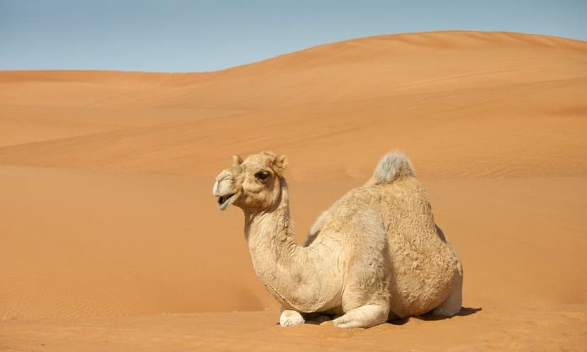 Desert King Camel